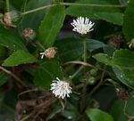 Adenostemma afrum