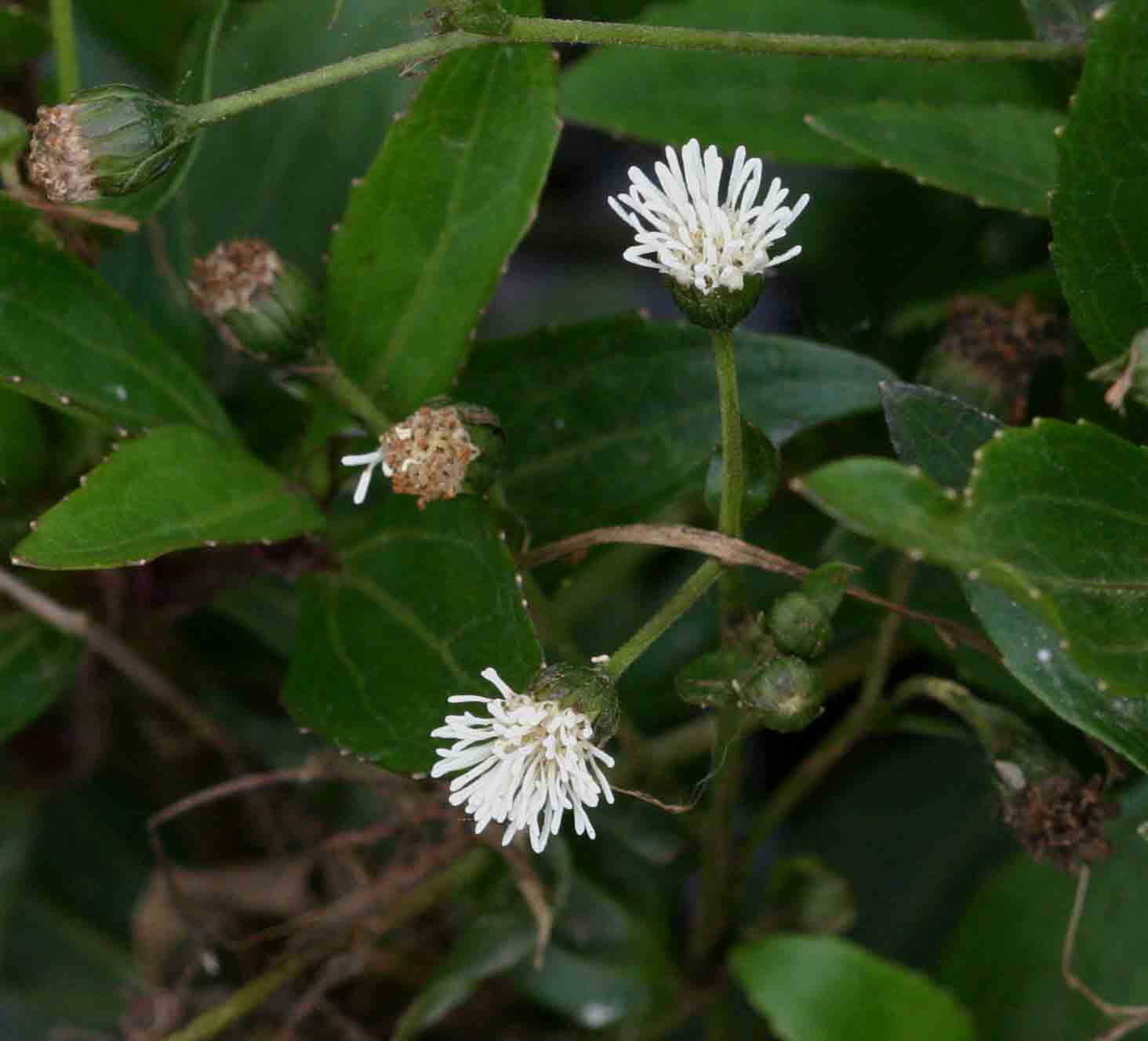Adenostemma afrum