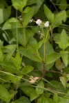 Adenostemma afrum
