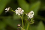 Adenostemma afrum