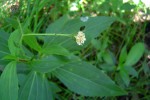 Adenostemma afrum
