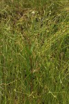 Adenostemma afrum