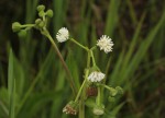 Adenostemma afrum
