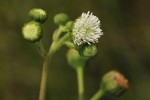 Adenostemma afrum