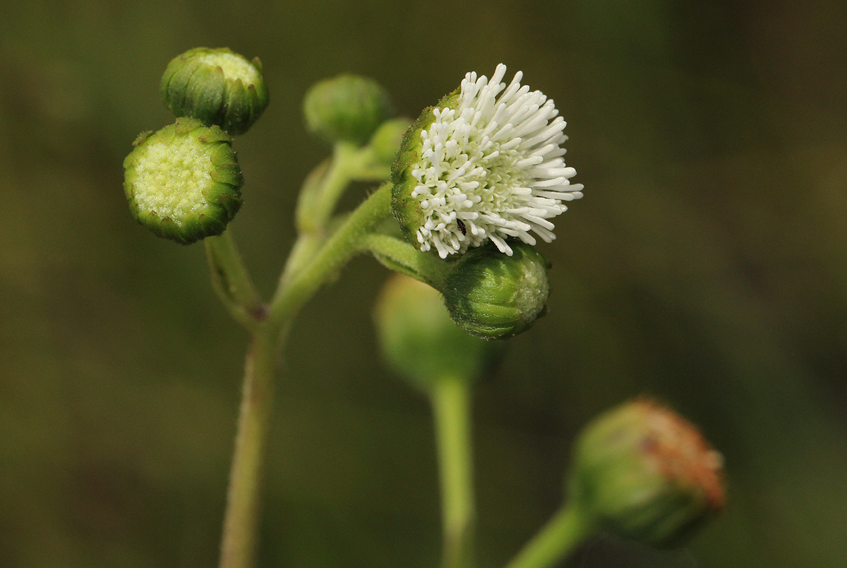Adenostemma afrum