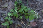 Ageratum conyzoides