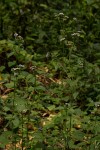 Ageratum conyzoides
