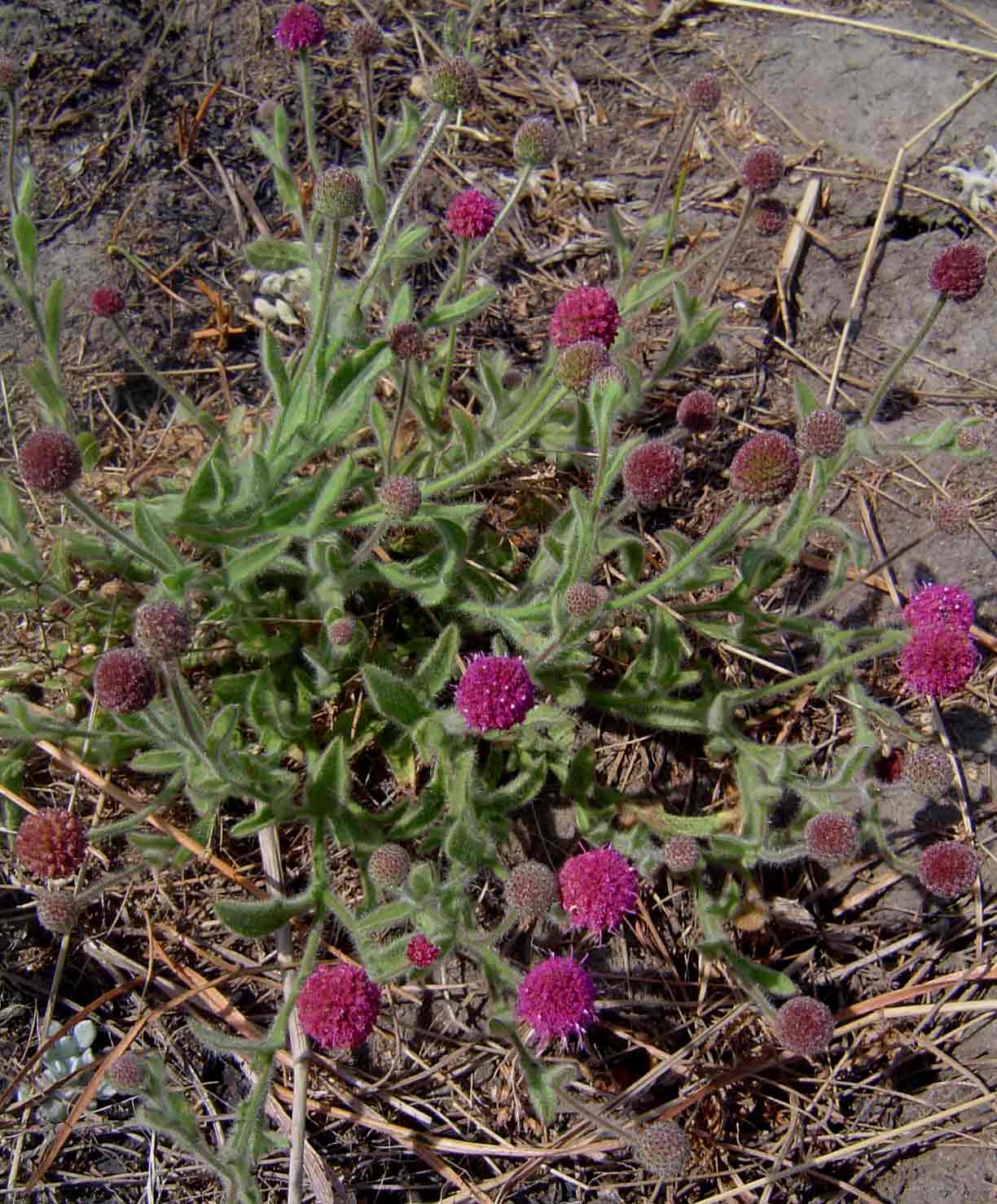 Sphaeranthus flexuosus Sphaeranthus flexuosus