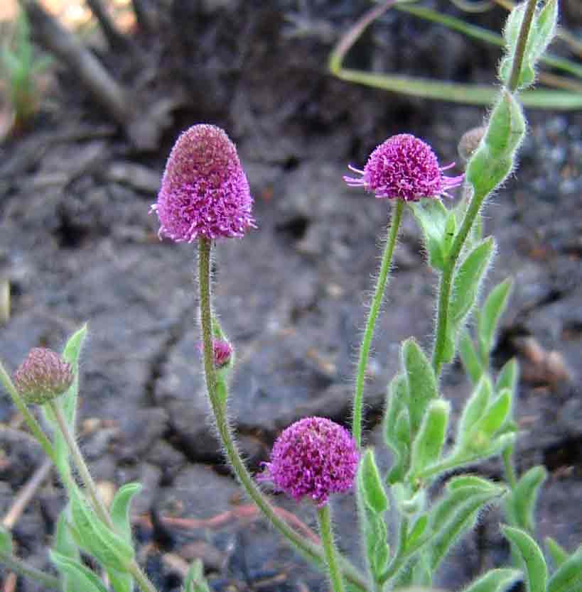 Sphaeranthus flexuosus Sphaeranthus flexuosus