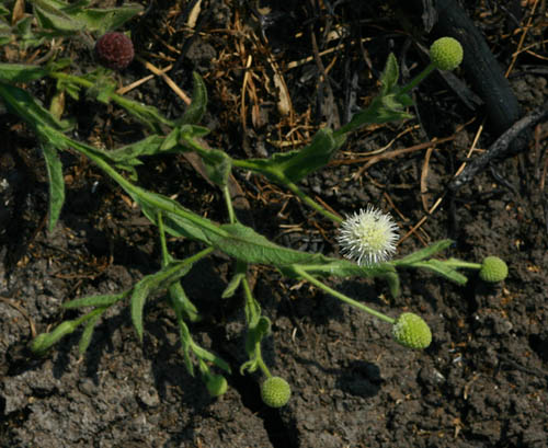 Sphaeranthus flexuosus Sphaeranthus flexuosus