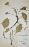 Helichrysum mechowianum var. ceres