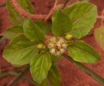 Acanthospermum australe