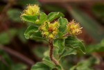 Acanthospermum australe