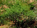 Acanthospermum hispidum