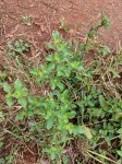 Acanthospermum hispidum