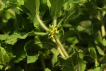 Acanthospermum hispidum
