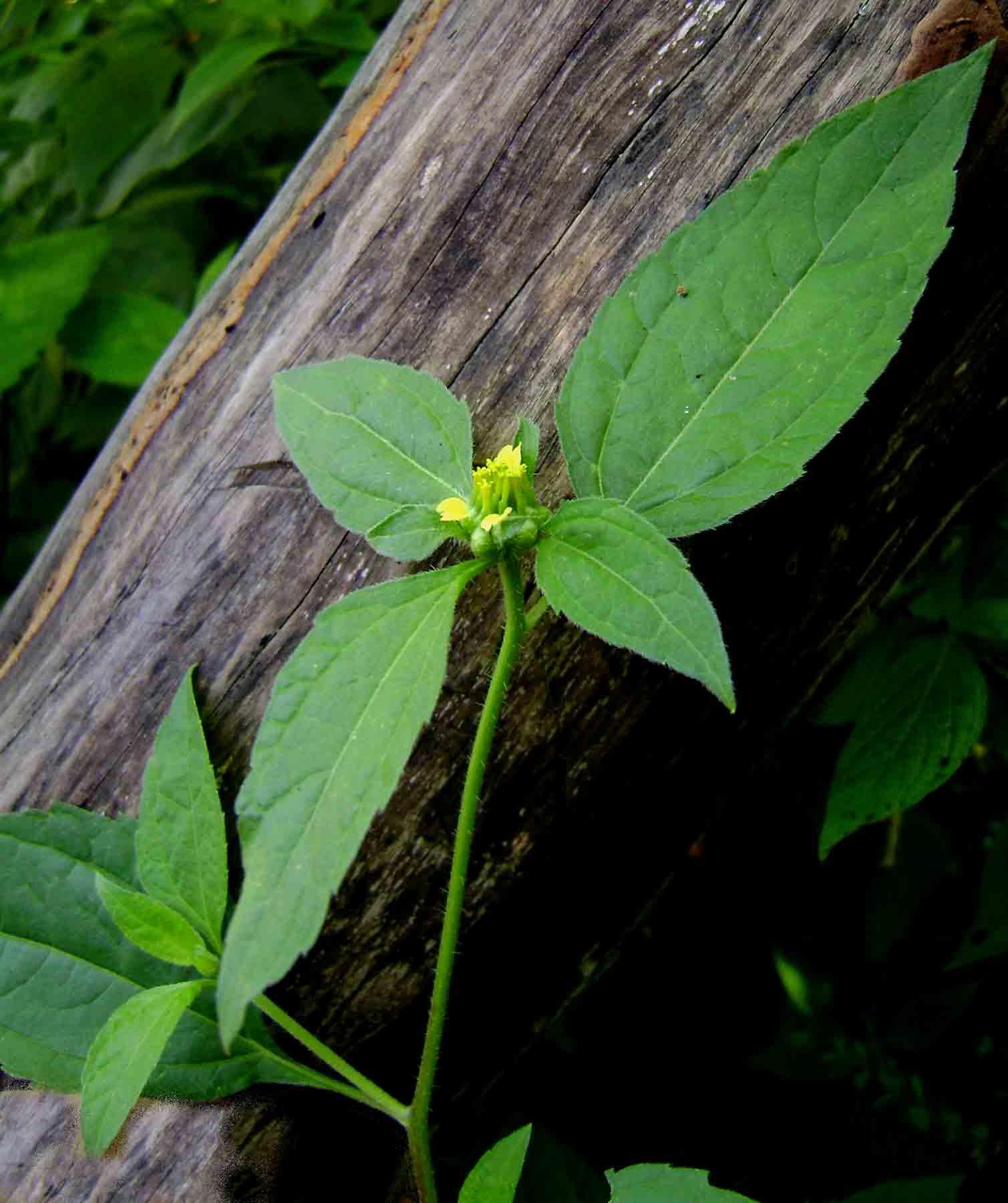 Sclerocarpus africanus