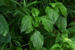 Sclerocarpus africanus