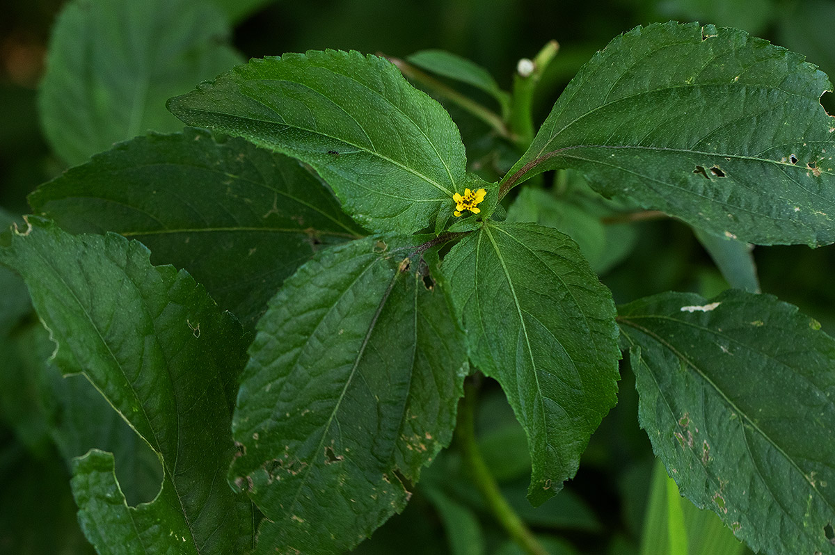Sclerocarpus africanus