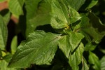 Sclerocarpus africanus