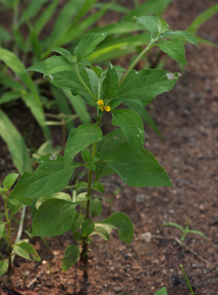 Sclerocarpus africanus Sclerocarpus africanus