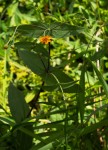 Aspilia mossambicensis