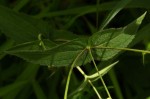 Aspilia mossambicensis