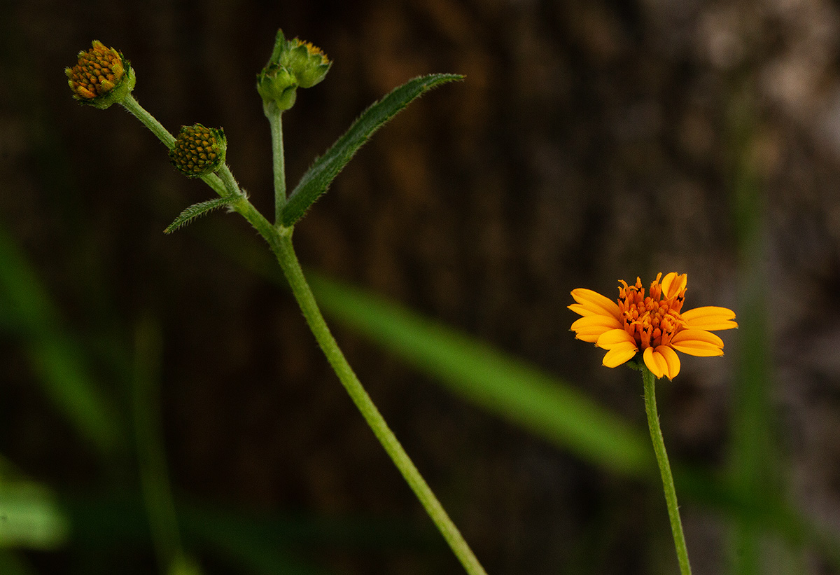 Aspilia mossambicensis