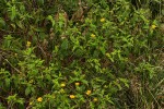 Aspilia mossambicensis