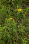 Aspilia mossambicensis