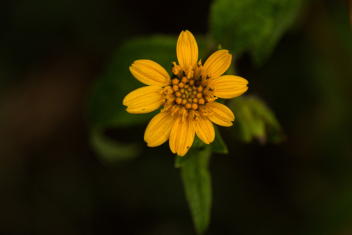 Aspilia mossambicensis