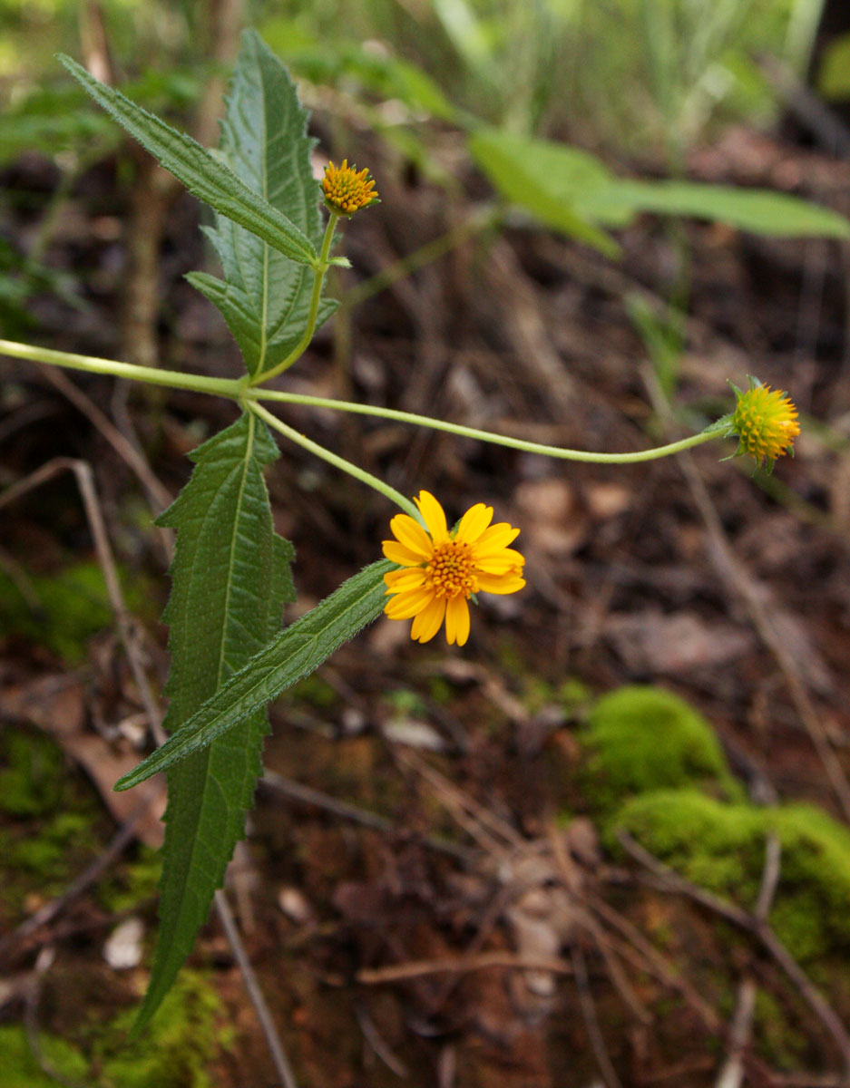 Aspilia mossambicensis