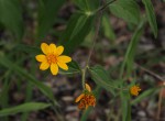 Aspilia mossambicensis