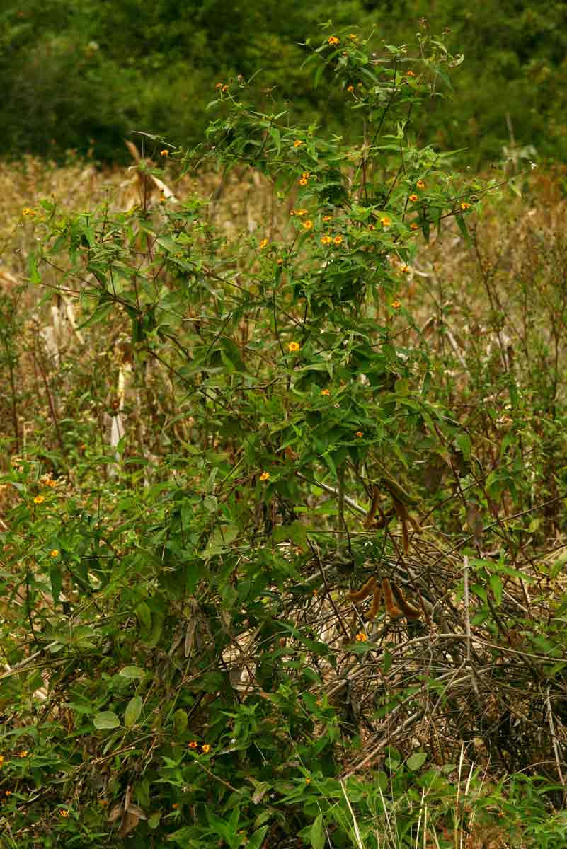 Aspilia mossambicensis