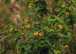 Aspilia mossambicensis