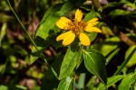 Aspilia pluriseta subsp. pluriseta