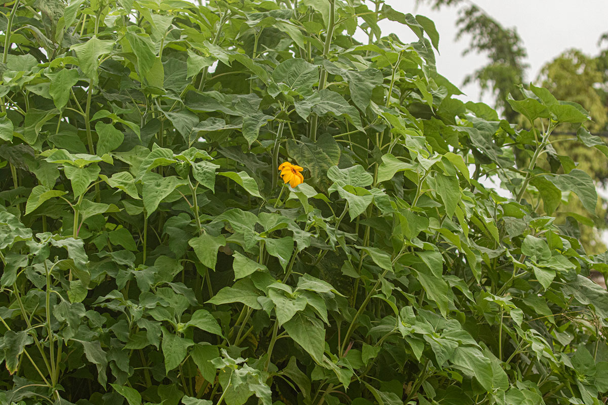 Tithonia diversifolia