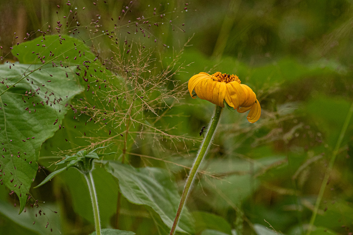 Tithonia diversifolia