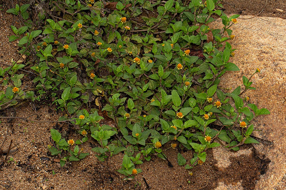 Acmella caulirhiza