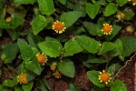 Acmella caulirhiza