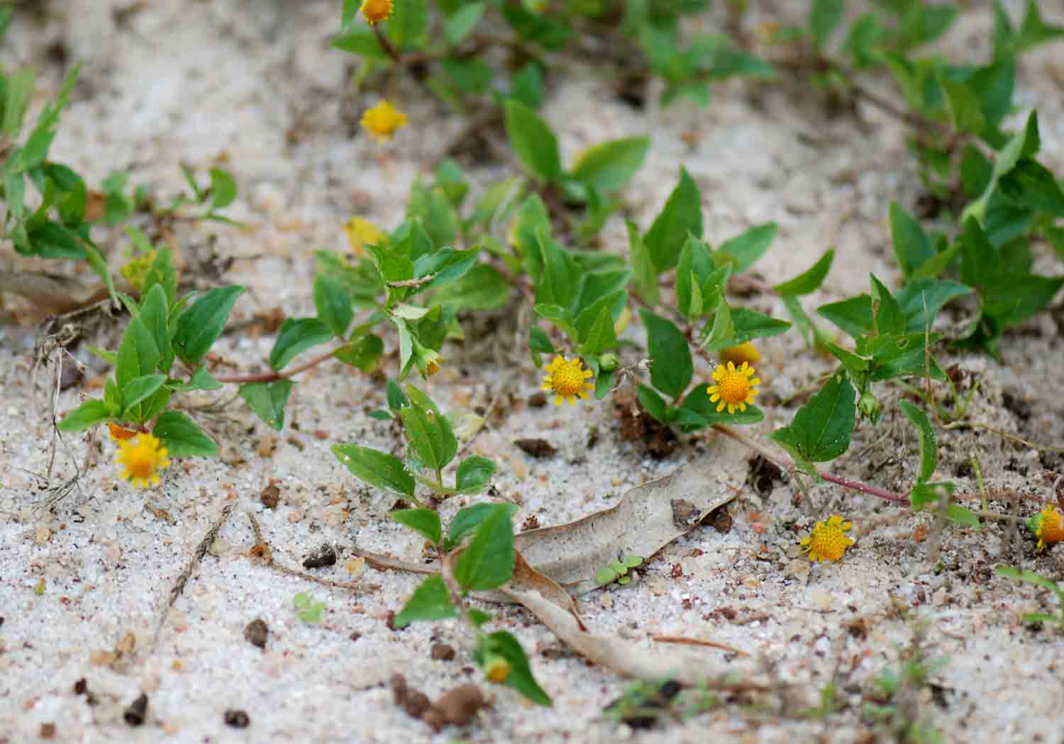 Acmella caulirhiza