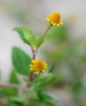 Acmella caulirhiza