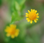 Acmella caulirhiza