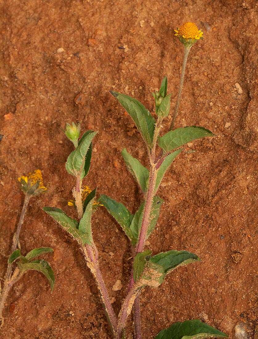Acmella caulirhiza