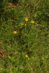 Guizotia scabra
