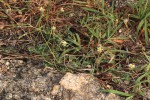 Tridax procumbens