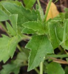 Tridax procumbens