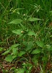 Galinsoga quadriradiata