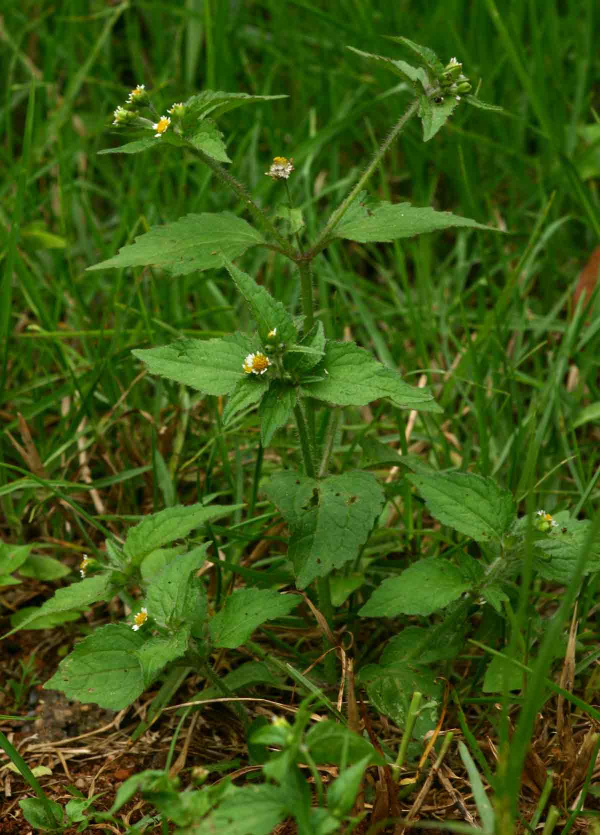 Galinsoga quadriradiata