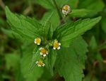 Galinsoga quadriradiata
